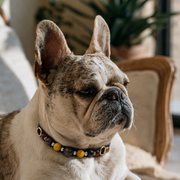 Silver Obsidian Shield Collar