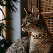 Smoky Quartz Serenity Collar