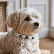 Kyanite Harmony Collar
