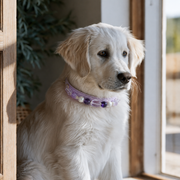 Lavender Amethyst Calm Collar